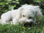 Hunden Morris står för sitt kissande
