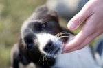 Tryck din hund frisk