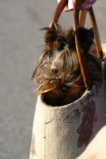 Nya regler för införsel av hund från 2012