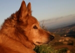 Hundpratare fick ägare att avliva frisk hund