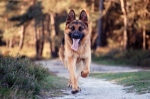 Så skyddar du hunden mot vildsvinsattack
