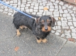 Kommunen tvingas rasta hund
