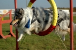 Ha kul med din hund - träna agility