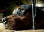 Uppfostras en Rottweiler fel blir den ett monster