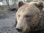 Björnmöte farligast för jägare