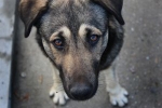 Hunden allt mer beroende av människan
