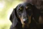 Ligg inte på latsidan – hunden måste tränas 