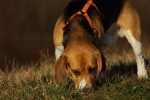 Hunden lever farligt under jakten