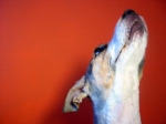 Onyttiga rester gör hunden sjuk