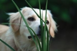 Många julväxter giftiga för hund och katt