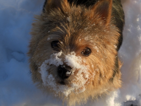 Norwichterrier