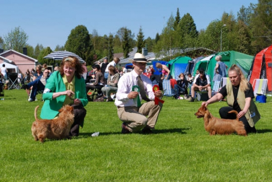 Australisk terrier