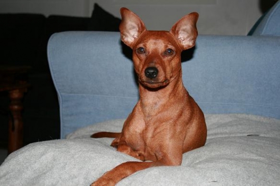 Dvärgpinscher