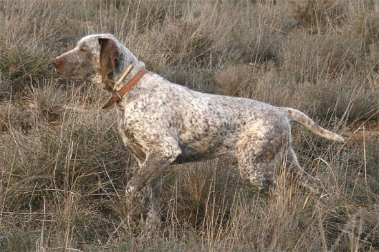 Perdiguero de burgos