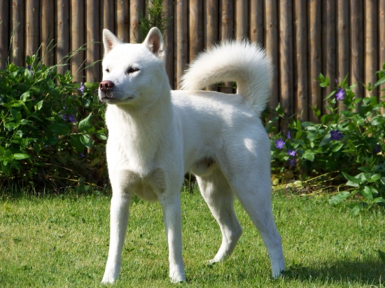 Kishu