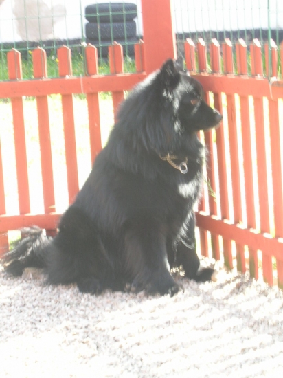 Svensk lapphund