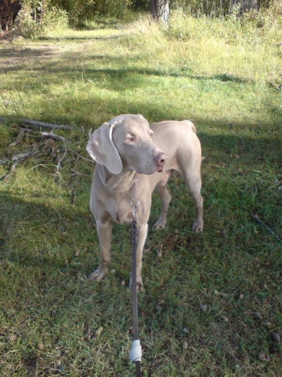 Weimaraner