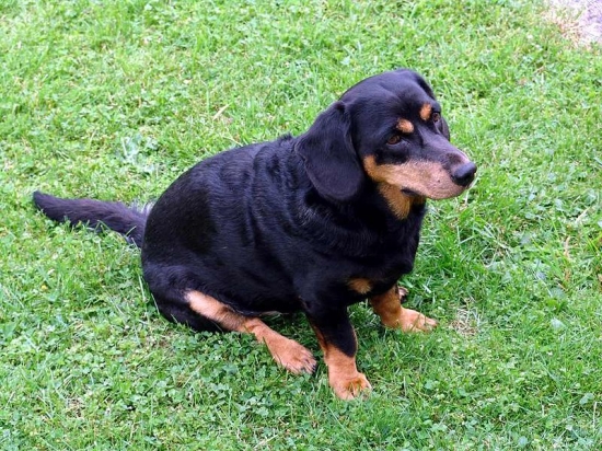 Alpenländische dachsbracke