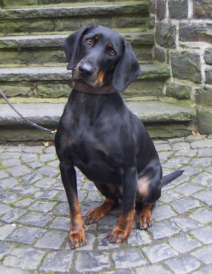 Brandlbracke (vieräugl)