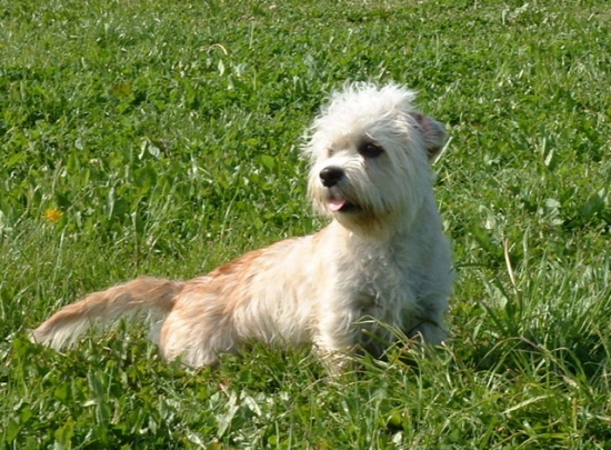 Dandie dinmont terrier