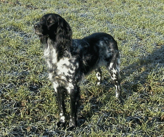 Grosser münsterländer