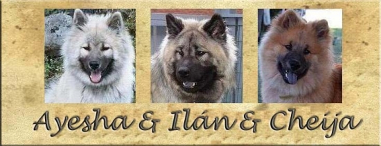 Eurasier