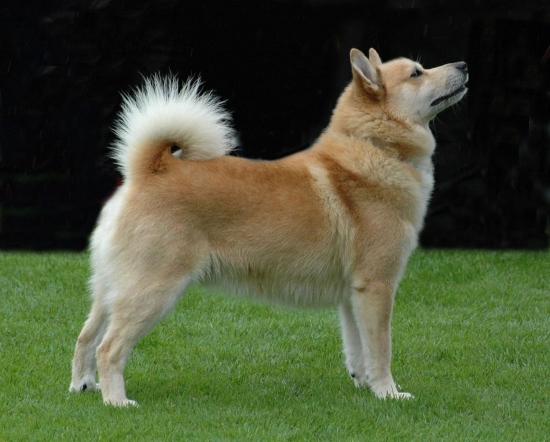 Norsk buhund