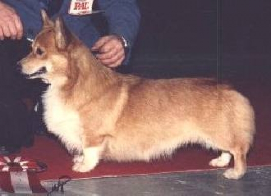 Welsh corgi pembroke