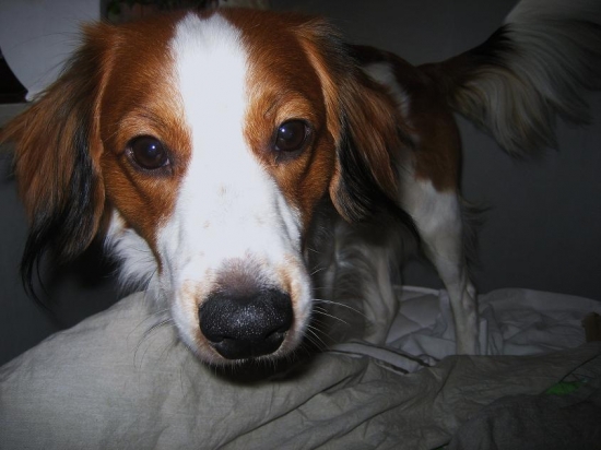 Kooikerhondje