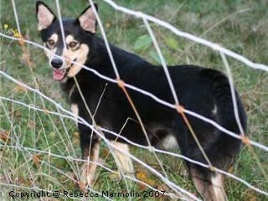 Lapsk vallhund