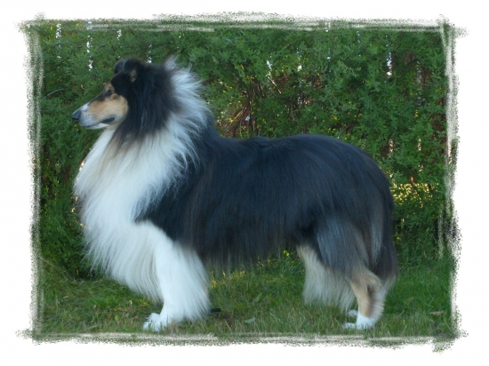 Collie, långhårig