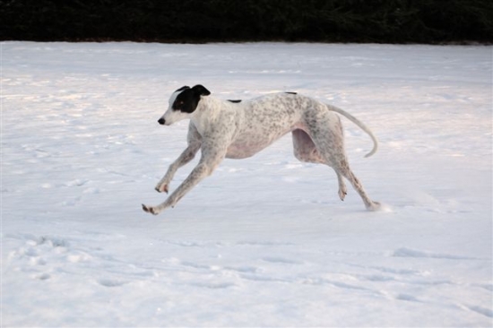 Greyhound