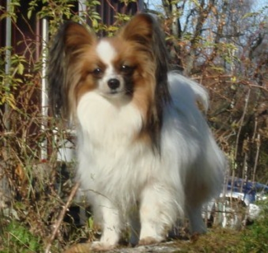 Papillon