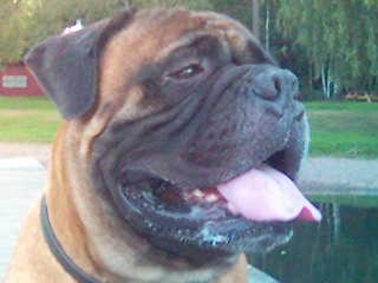 Bullmastiff