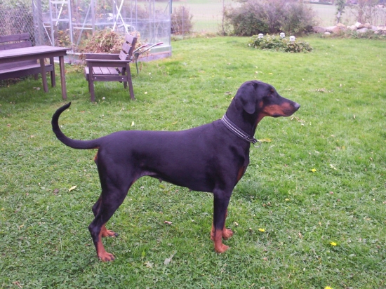 Dobermann