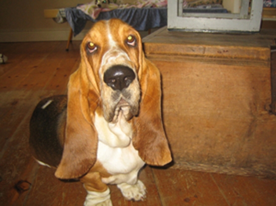 Basset hound