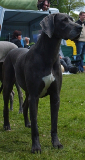 Grand danois