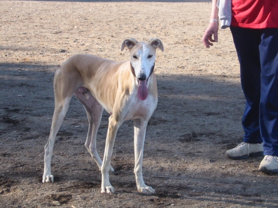 Galgo espanol