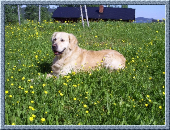 Golden retriever