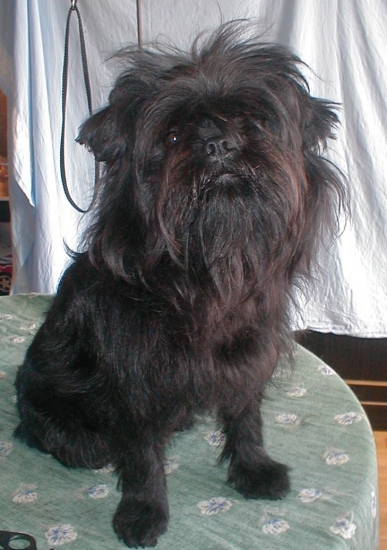 Affenpinscher