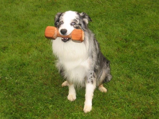 Australian shepherd