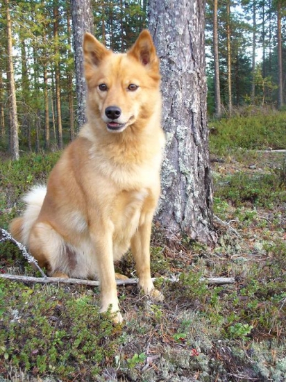Finsk spets