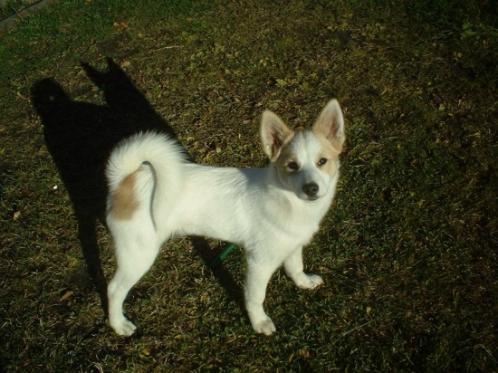Norrbottenspets