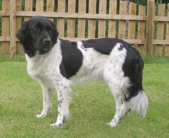 Stabyhoun