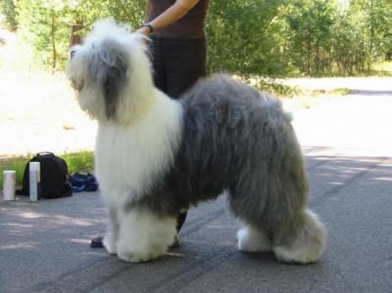 Old english sheepdog