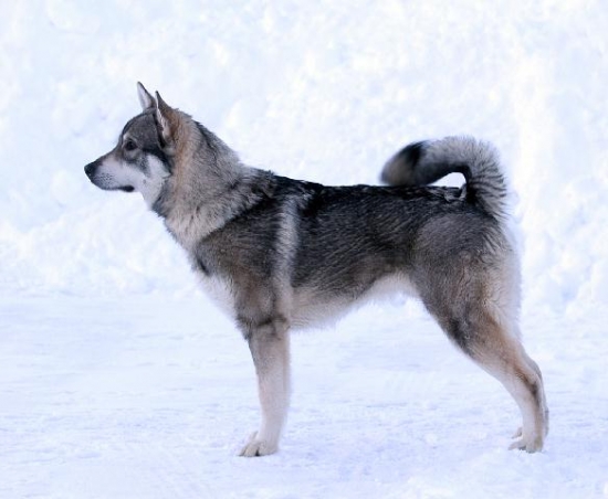 Jämthund