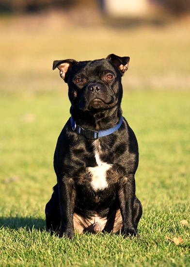 Staffordshire bullterrier