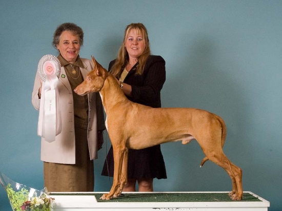 Faraohund