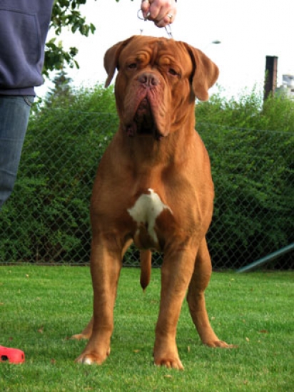 Dogue de bordeaux