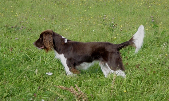 Kleiner münsterländer